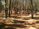 El bosque de pinos y otras especies le otorga al lugar un encanto único (clickear para agrandar imagen)