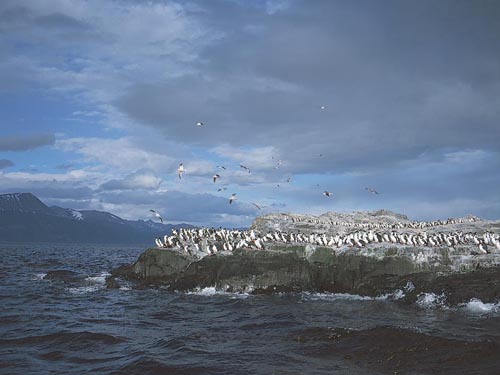 La isla de los pájaros, desde donde las bandadas invaden los cielos más australes del mundo (clickear para agrandar imagen)