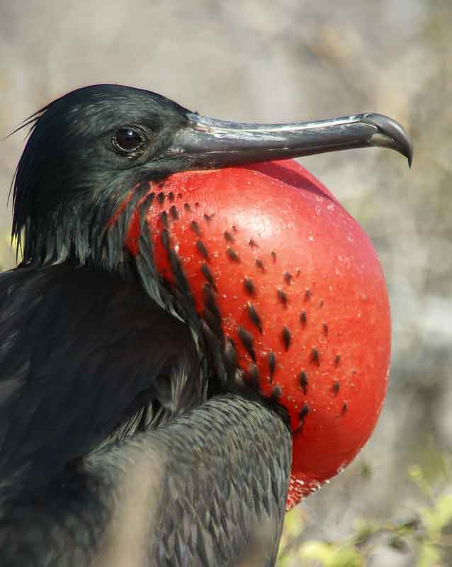 En las Islas Galápagos es posible observar numerosos ejemplores del ave fragata. / Foto: Stock.xchng (clickear en la imagen para agrandar)