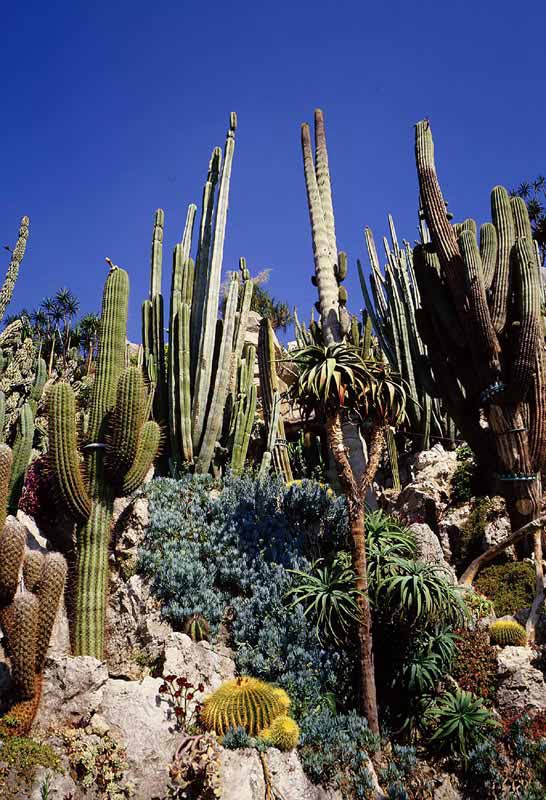 Algunas de los cactus y suculentas del Jardín Exótico de Mónaco. / Foto: Gentileza Mónaco Press Centre Photos. (clickear en la imagen para agrandar)