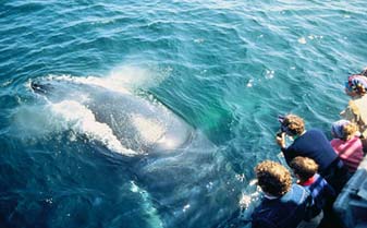 Las ballenas son uno de los espectáculos más lindos de la zona. (clickear para agrandar imagen). Foto: samana.es