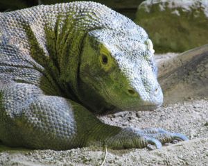 El famoso Dragón de Komodo (clickear para agrandar imagen). Foto: sxc.hu