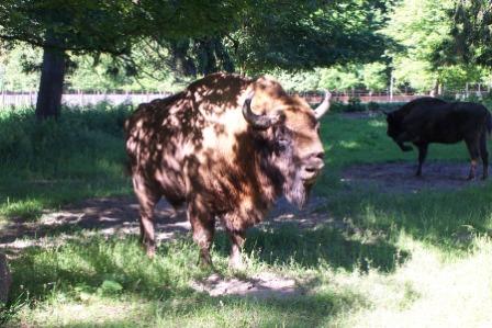 Bosque Bialowieza hogar del bisonte europeo
