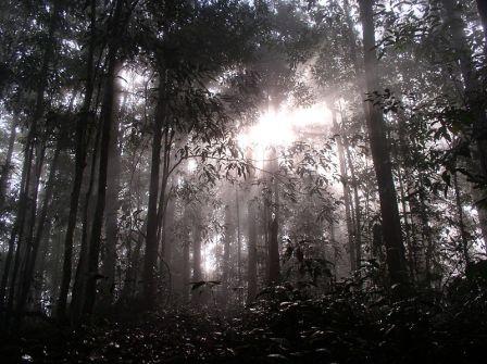 Bosques de Borneo