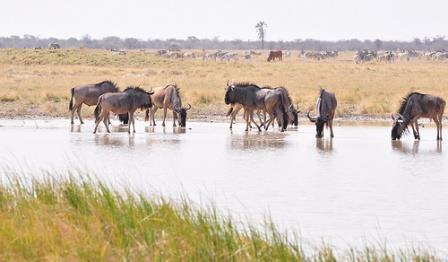 Parque Nacional Makgadikgadi Pans Botswana