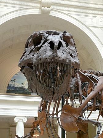 Sue, Tyrannosaurus Rex Museo Chicago