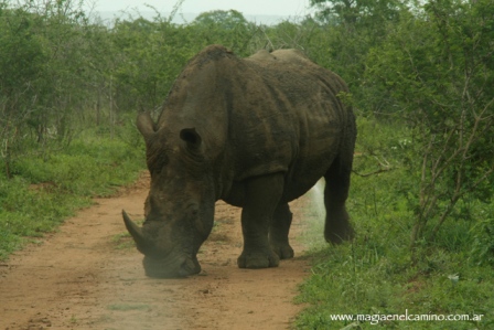 Rinoceronte blanci