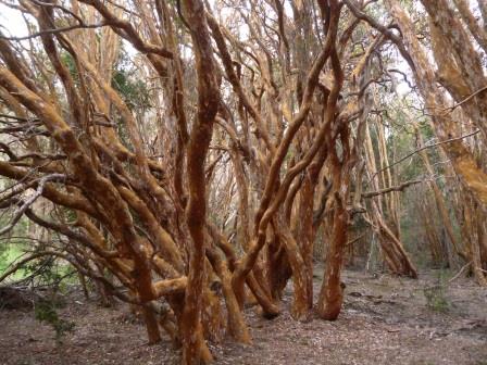 Huella Andina, bosque de arrayanes