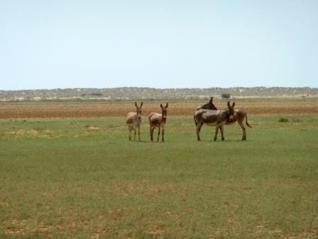 Parque nacional de Somalia