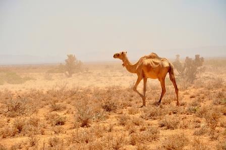 Camello en el desierto de Somalia