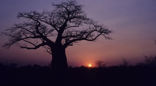 Botswana: naturaleza salvaje