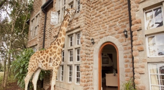 Giraffe Manor, el hotel adueñado por jirafas