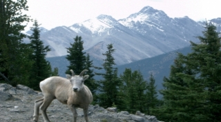 Parque Nacional Banff, el nombre de la naturaleza en Canadá